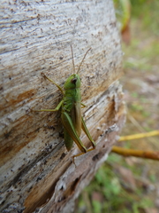 Pseudochorthippus montanus