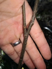 Pittosporaceae