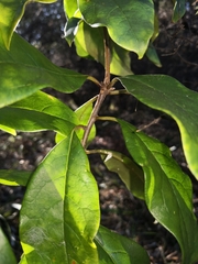Pittosporaceae