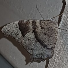 Melanitis leda bankia