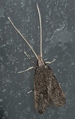 Lecithocera terrigena