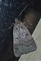 Hydrillodes dimissalis