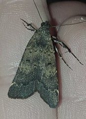 Hydrillodes dimissalis