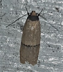 Eulechria hemisphaerica