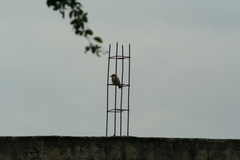 Pyrocephalus rubinus