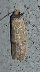 Eulechria hemisphaerica