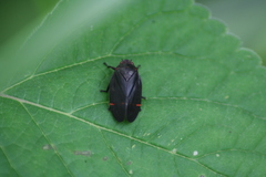 Cercopidae