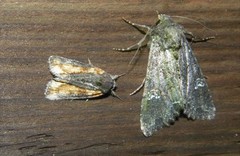 Bryophila raptricula