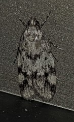 Barea confusella