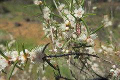 Castiarina crocicolor