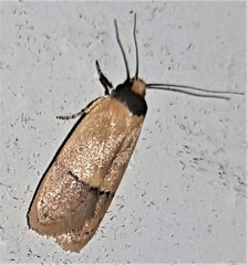 Eulechria hemisphaerica