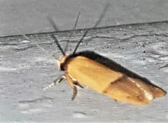 Eulechria hemisphaerica