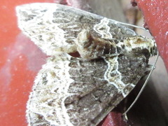 Ecliptopera umbrosaria