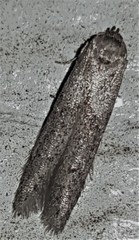 Blastobasis tanyptera