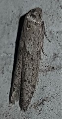 Blastobasis tanyptera