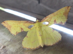 Corymica pryeri