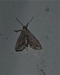 Sufetula hemiophthalma