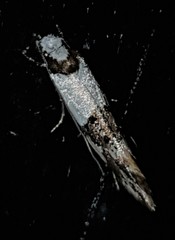 Monopis icterogastra