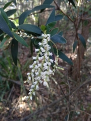 Leucopogon affinis
