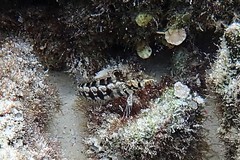 Parapercis australis