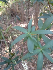 Leucopogon affinis