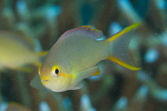 Pseudanthias huchtii