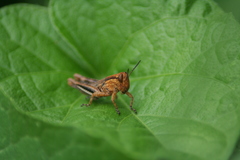 Acrididae