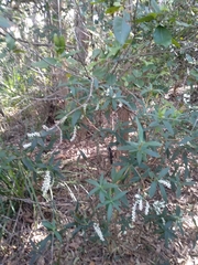 Leucopogon affinis