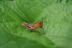 Acrididae
