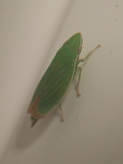 Cicadellidae
