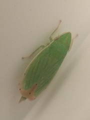 Cicadellidae