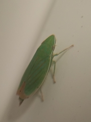 Cicadellidae