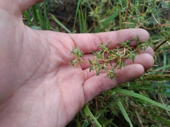 Pyankovia brachiata