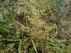 Pyankovia brachiata