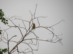 Psilopogon zeylanicus