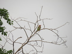 Psilopogon zeylanicus