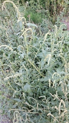Atriplex tatarica
