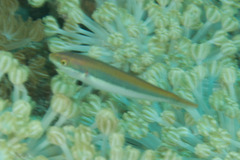 Stethojulis interrupta