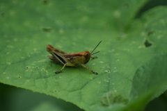 Acrididae