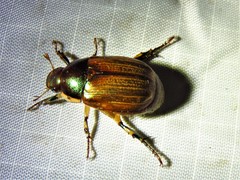 Callistethus marginatus