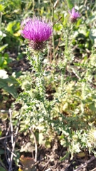 Carduus acanthoides