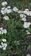 Achillea millefolium