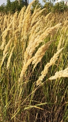 Calamagrostis epigejos