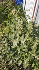 Atriplex tatarica