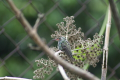 Cynanthus latirostris