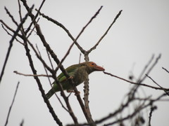 Psilopogon zeylanicus