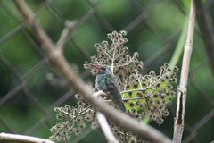 Cynanthus latirostris