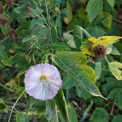 Convolvulus arvensis
