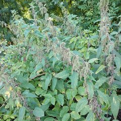 Urtica dioica