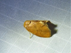 Heterogenea shurtleffi